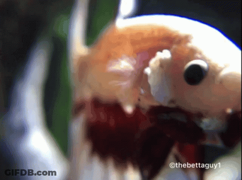 A Close Up Of A Fish With The Hashtag Thebettaguy1 On The Bottom GIF
