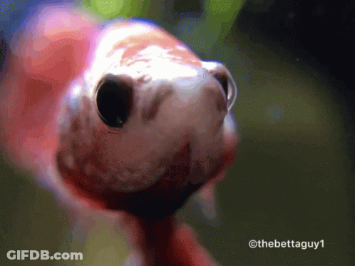 A Close Up Of A Fish With The Hashtag Thebettaguy1 On The Bottom GIF