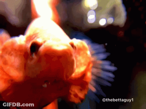 A Close Up Of A Fish With The Watermark Thebettaguy1 On The Bottom GIF