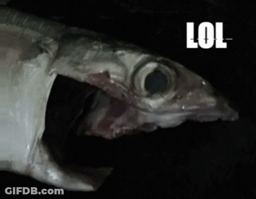 A Close Up Of A Fish With The Word Lol On The Bottom Right GIF