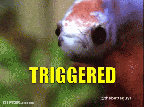 A Close Up Of A Fish With The Word Triggered In Yellow Letters GIF