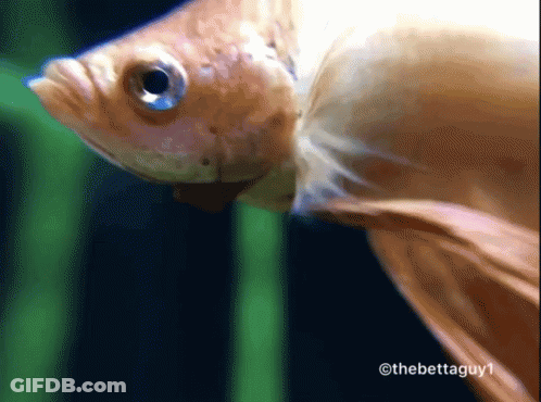 A Close Up Of A Fish With The Words Thebettaguy1 On The Bottom GIF