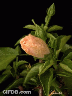 A Close Up Of A Flower Bud With A Black Background And A Watermark That Says Galina 83 GIF