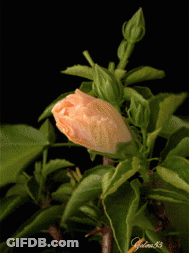 A Close Up Of A Flower Bud With A Black Background And The Name Galina 83 On The Bottom Right GIF