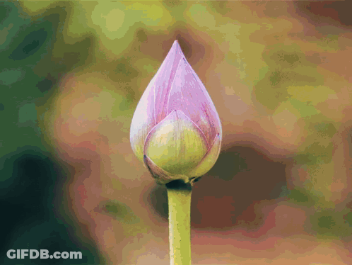 A Close Up Of A Flower Bud With A Green Stem GIF