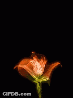 A Close Up Of A Flower With A Green Stem On A Black Background GIF