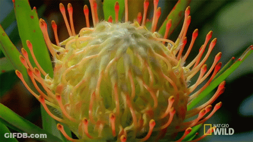 A Close Up Of A Flower With A National Geographic Wild Logo In The Corner GIF