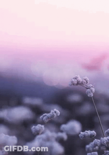 A Close Up Of A Flower With A Purple Sky In The Background GIF