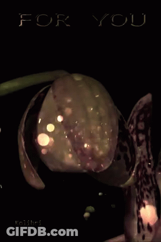 A Close Up Of A Flower With The Words For You Written Above It GIF