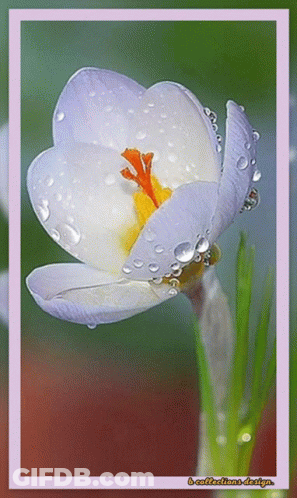 A Close Up Of A Flower With Water Drops On It And The Words B-Collections-Design On The Bottom GIF