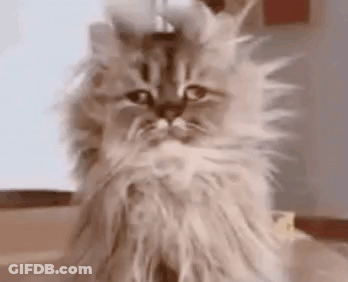 A Close Up Of A Fluffy Cat With A Very Long Haired Head . GIF