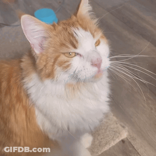 A Close Up Of A Fluffy Orange And White Cat Looking At The Camera GIF