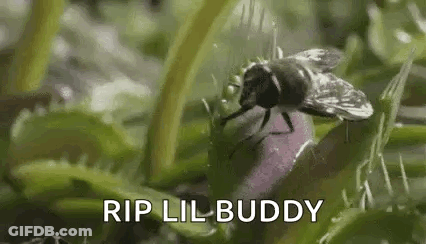 A Close Up Of A Fly Sitting On Top Of A Venus Flytrap . GIF