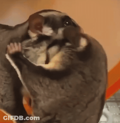 A Close Up Of A Flying Squirrel Holding A Mouse In Its Mouth . GIF