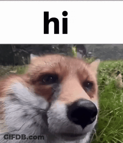 A Close Up Of A Fox 'S Face With The Word Hi Above It GIF