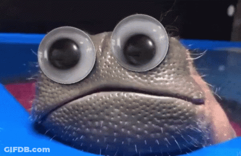 A Close Up Of A Frog 'S Face With Large Googly Eyes GIF