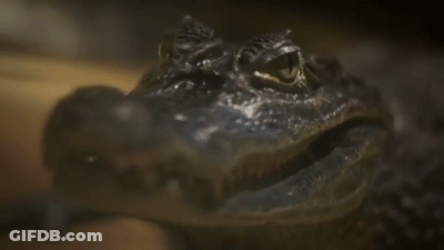 A Close Up Of A Frog 'S Head With Its Mouth Open . GIF