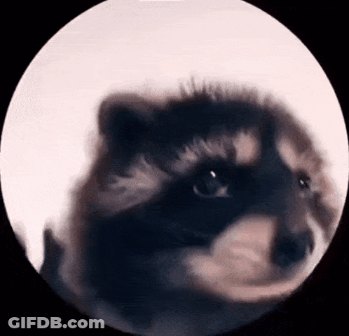 A Close Up Of A Furry Animal 'S Face In A Circle GIF
