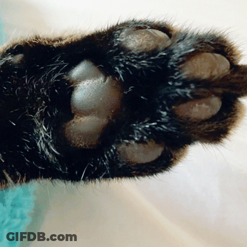 A Close Up Of A Furry Cat 'S Paw GIF