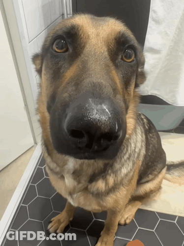 A Close Up Of A German Shepherd 'S Nose On A Tiled Floor GIF