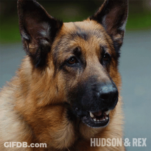 A Close Up Of A German Shepherd With The Words Hudson & Rex On The Bottom Right GIF