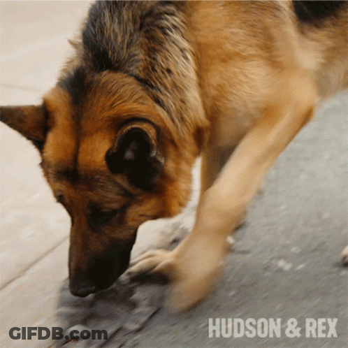 A Close Up Of A German Shepherd With The Words Hudson & Rex On The Bottom Right GIF