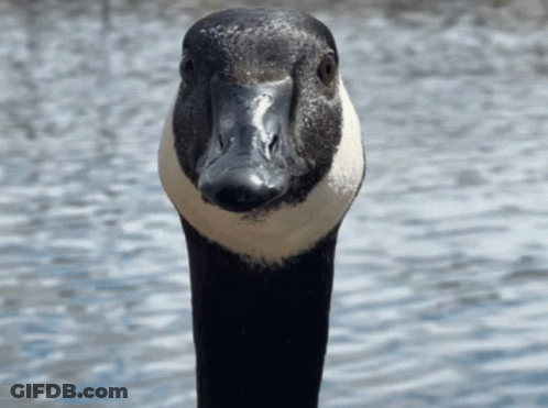 A Close Up Of A Goose 'S Head And Neck GIF