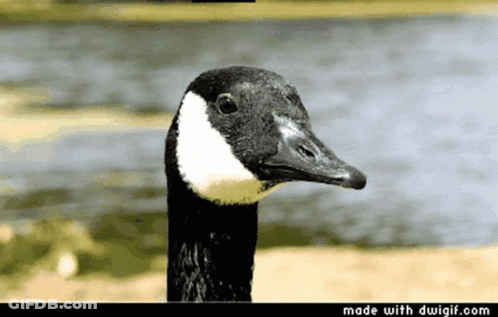 A Close Up Of A Goose 'S Head With The Words Made With Dwgif.com Below GIF