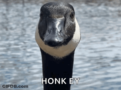 A Close Up Of A Goose With The Words Honk Ey Written Below It GIF