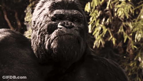A Close Up Of A Gorilla Looking At The Camera With Trees In The Background GIF