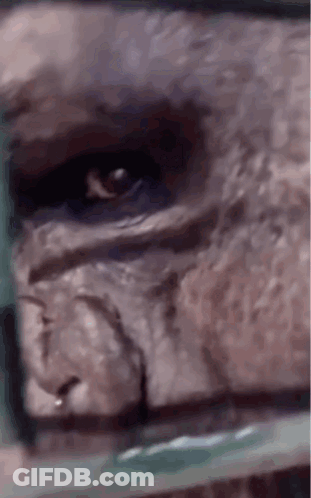 A Close Up Of A Gorilla 'S Eye With A Green Background GIF