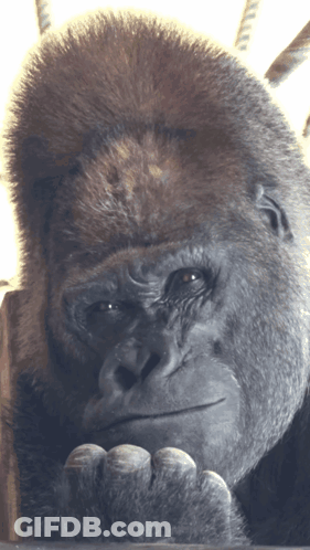 A Close Up Of A Gorilla 'S Face Looking At The Camera GIF