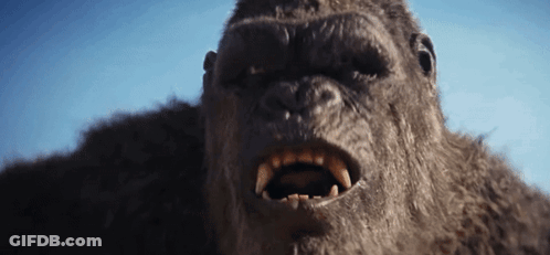 A Close Up Of A Gorilla 'S Face With A Blue Sky In The Background GIF
