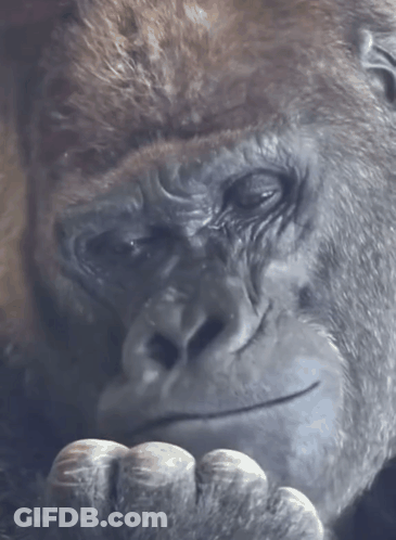 A Close Up Of A Gorilla 'S Face With A Hand On Its Face GIF