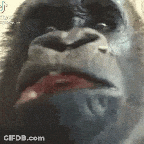 A Close Up Of A Gorilla 'S Face With A Tik Tok Logo In The Corner GIF