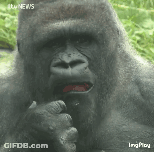 A Close Up Of A Gorilla 'S Face With Itv News Written Above It GIF
