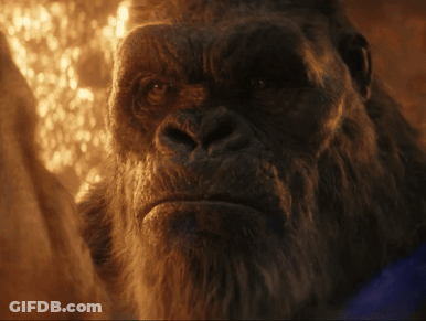 A Close Up Of A Gorilla With A Beard Looking At The Camera GIF