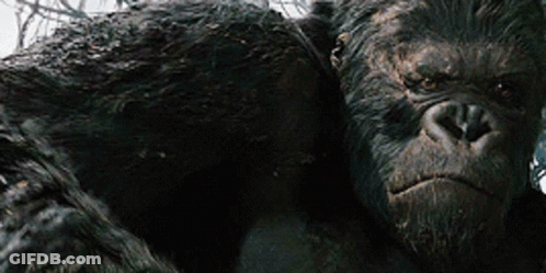 A Close Up Of A Gorilla With A Serious Look On His Face . GIF