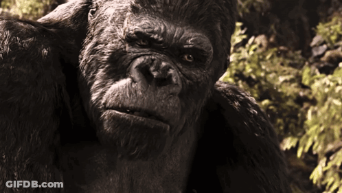 A Close Up Of A Gorilla With A Serious Look On Its Face GIF