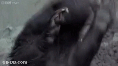 Close Up Of Gorilla With Mouth Open GIF