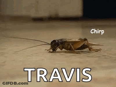 A Close Up Of A Grasshopper Crawling On A Wooden Surface . GIF
