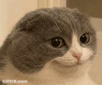 A Close Up Of A Gray And White Cat GIF