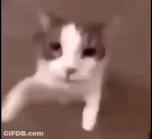 A Close Up Of A Gray And White Cat 'S Face With A Blurred Background . GIF
