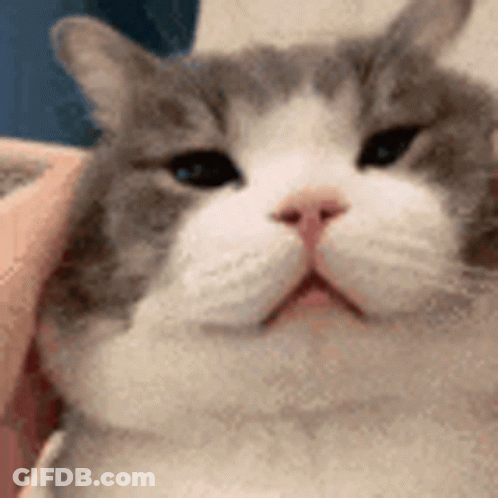 A Close Up Of A Gray And White Cat 'S Face With A Person Holding It . GIF