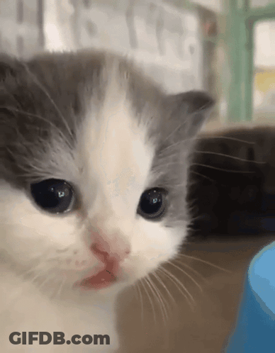 A Close Up Of A Gray And White Cat 'S Face GIF