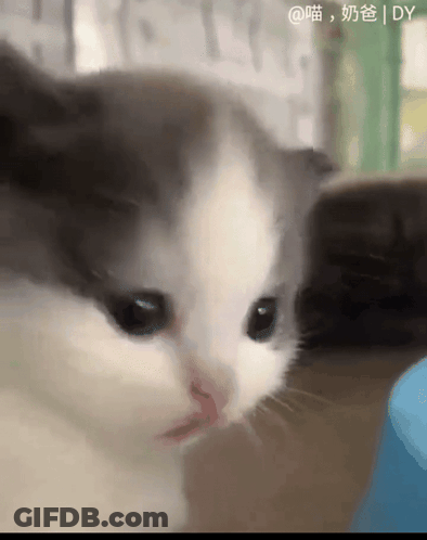 A Close Up Of A Gray And White Cat With Chinese Writing GIF