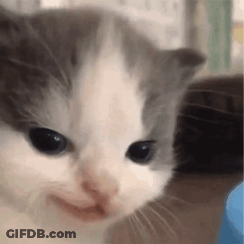 A Close Up Of A Gray And White Kitten 'S Face With A Smile On Its Face . GIF