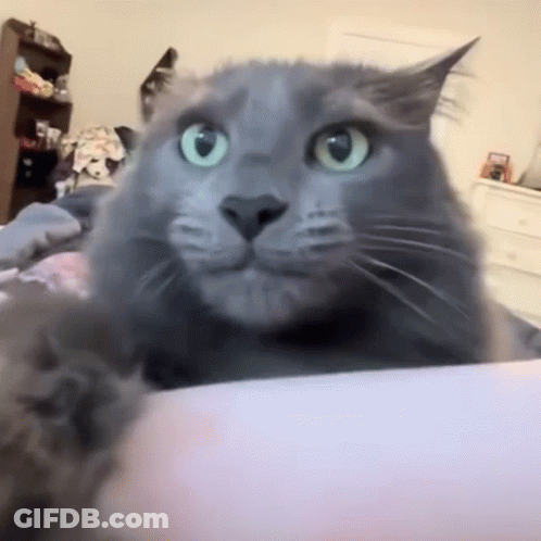 A Close Up Of A Gray Cat Laying On A Bed GIF