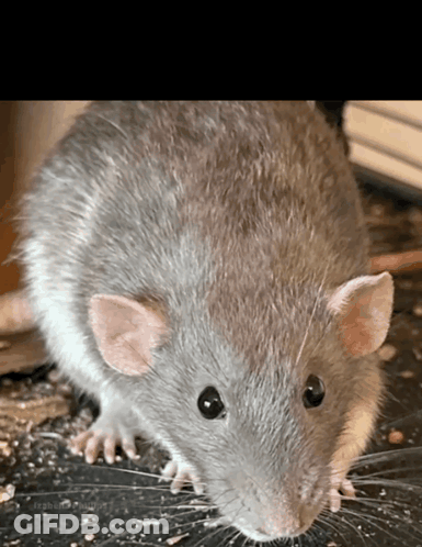 A Close Up Of A Gray Rat With A Black Eye GIF