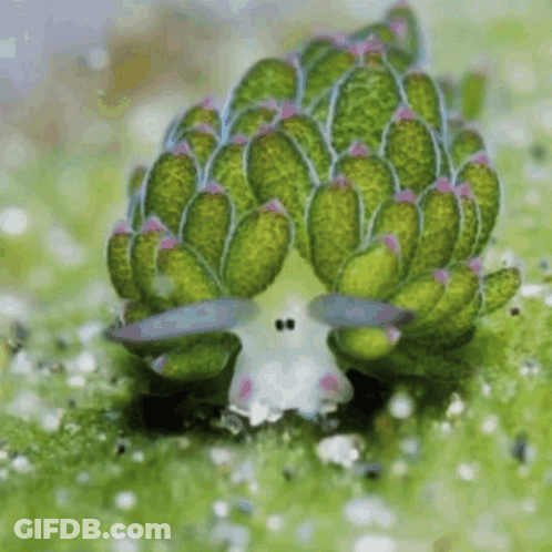 A Close Up Of A Green And White Sponge With Purple Spots GIF